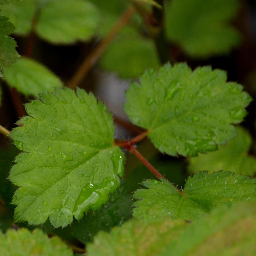 Astilbe chinensis Purpurkerze - Prachtspiere (Foliage)
