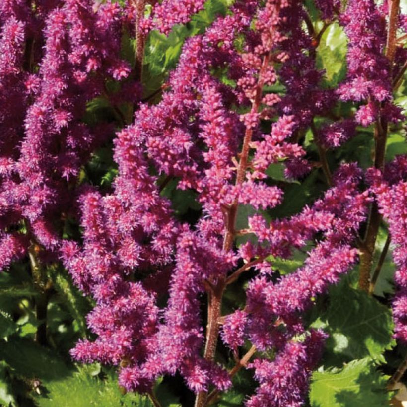Astilbe chinensis Purpurkerze - Prachtspiere (Flowering)