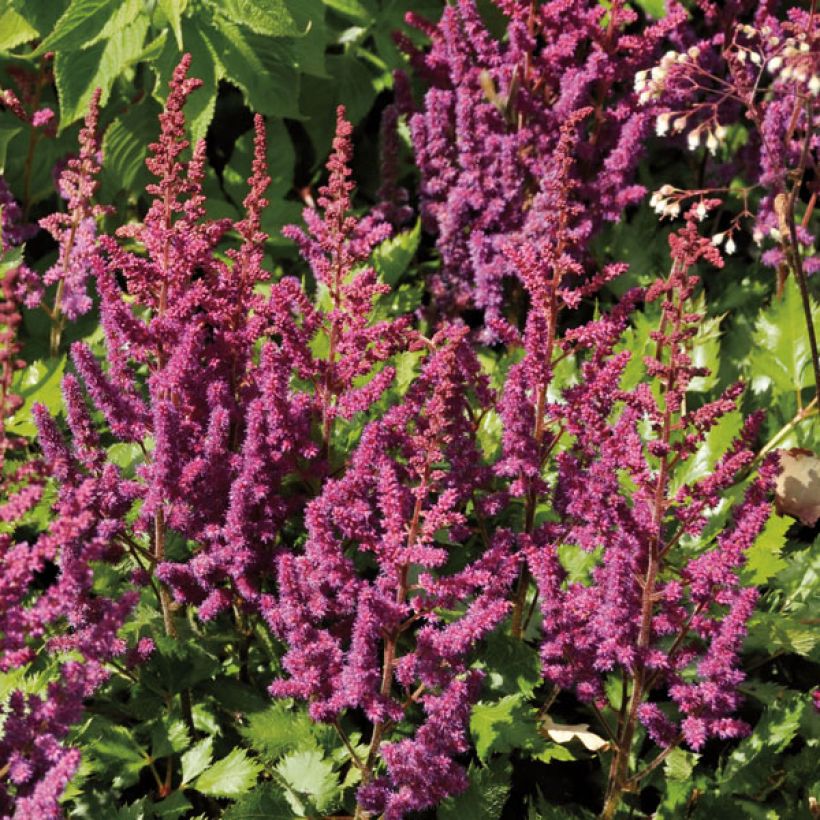 Astilbe chinensis Purpurkerze - Prachtspiere (Plant habit)