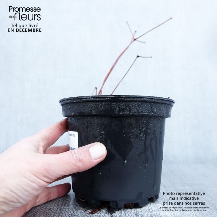 Example of Astilbe chinensis Purpurkerze - Prachtspiere Topf mit 2L/3L as you get in automne