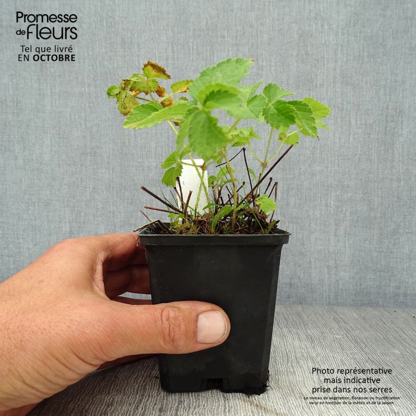 Example of Astilbe chinensis Purpurkerze - Prachtspiere Kleine Töpfe von 8/9 cm as you get in automne