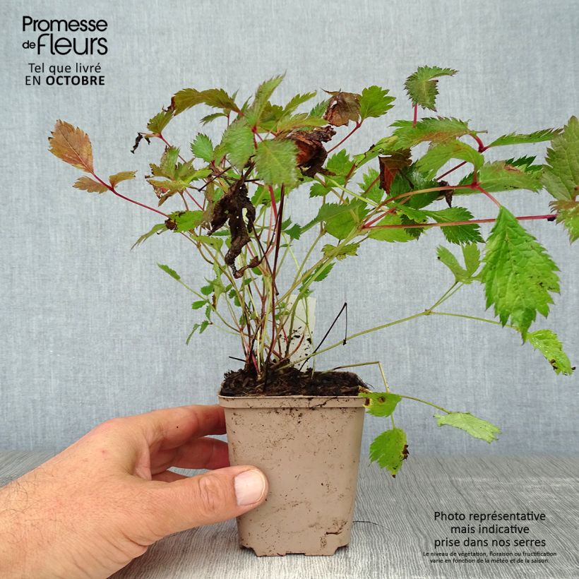 Example of Astilbe chinensis Veronica Klose - Prachtspiere Kleine Töpfe von 8/9 cm as you get in automne