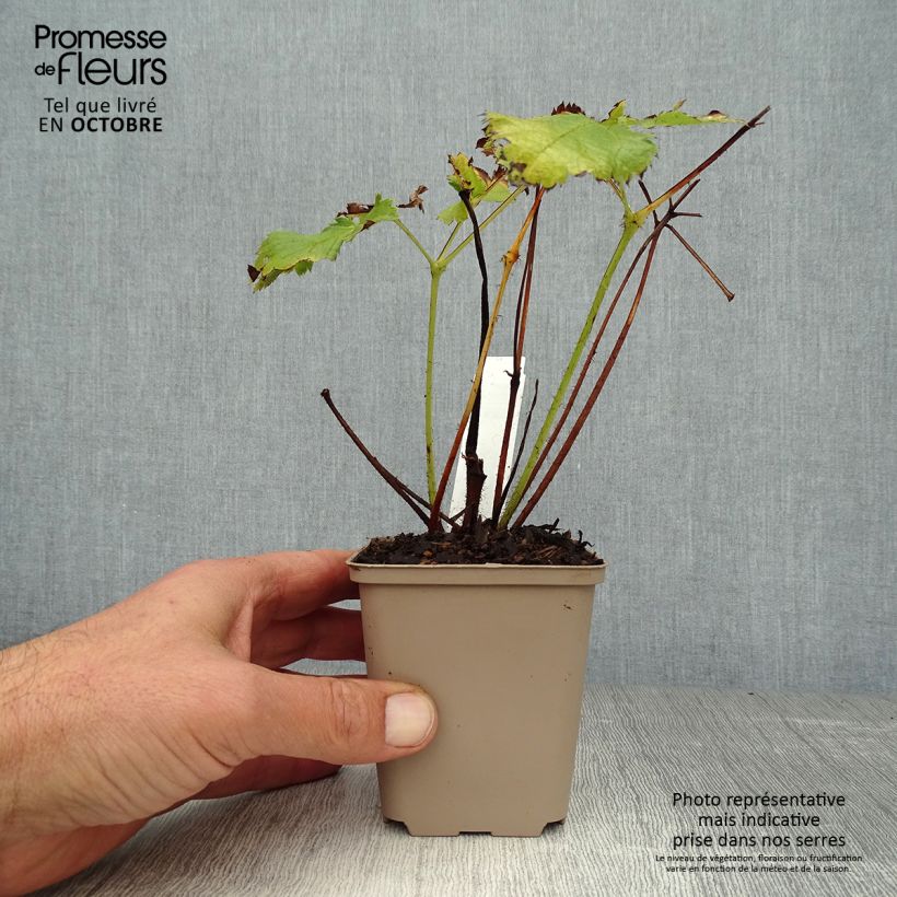 Example of Astilbe chinensis Visions - Prachtspiere Kleine Töpfe von 8/9 cm as you get in automne