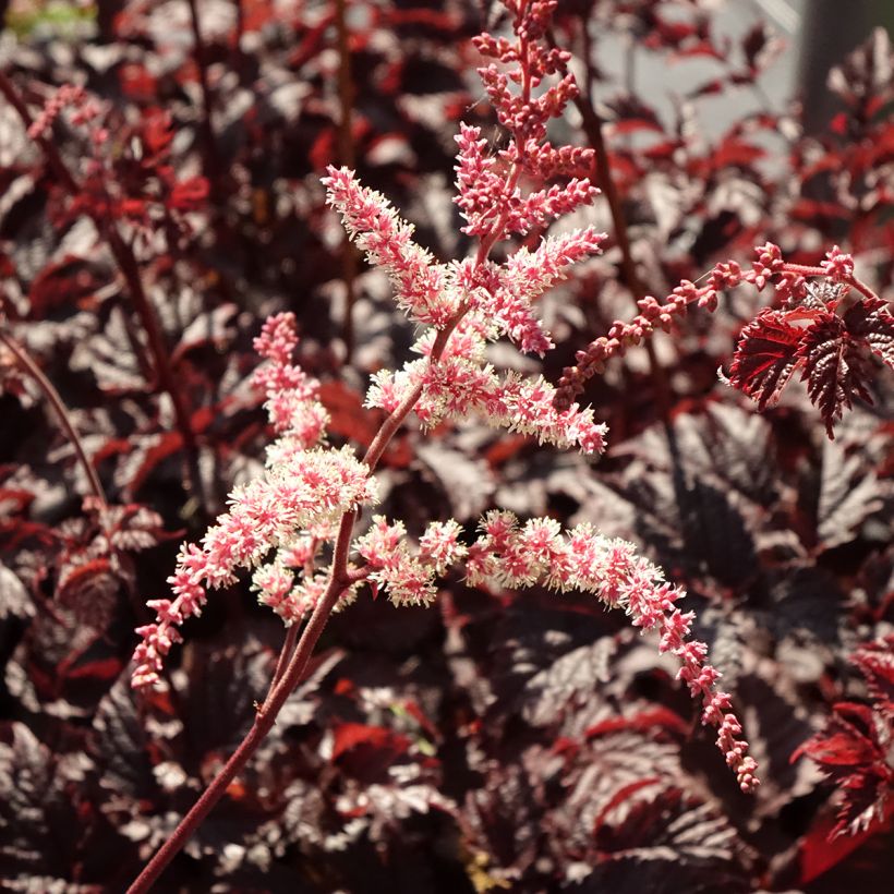 Astilbe Chocolate Shogun - Prachtspiere (Flowering)