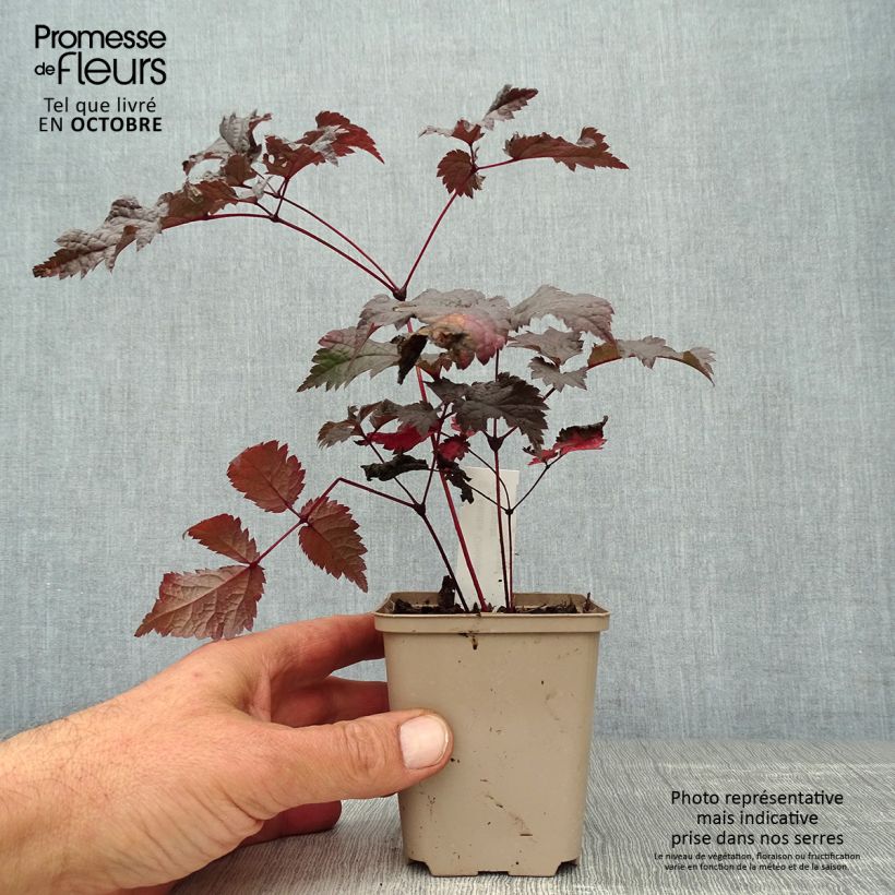 Example of Astilbe Chocolate Shogun - Prachtspiere Kleine Töpfe von 8/9 cm as you get in automne