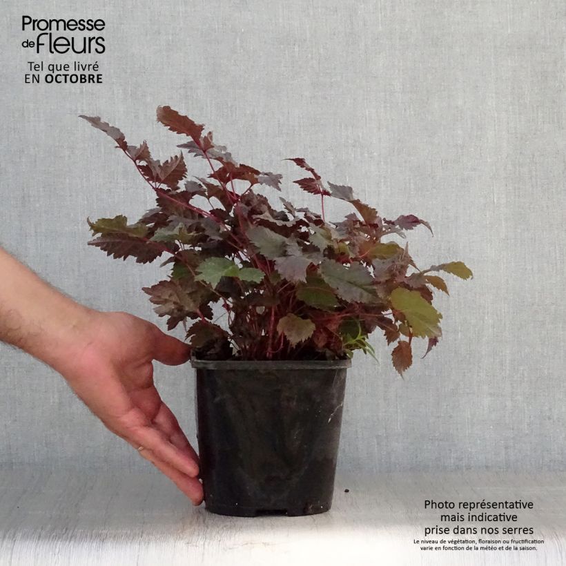Example of Astilbe Chocolate Shogun - Prachtspiere Topf mit 1,5L/2L as you get in automne