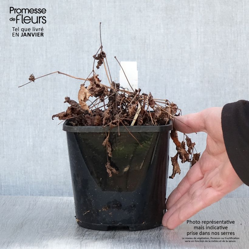 Exemplar von Astilbe Chocolate Shogun - Prachtspiere Topf mit 1,5L/2L wie im Winter geliefert