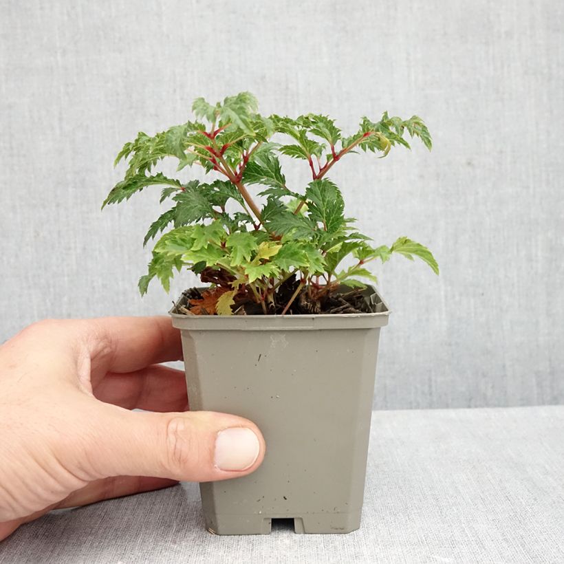 Exemplar von Astilbe crispa Perkeo - Prachtspiere Kleine Töpfe von 8/9 cm wie im Herbst geliefert