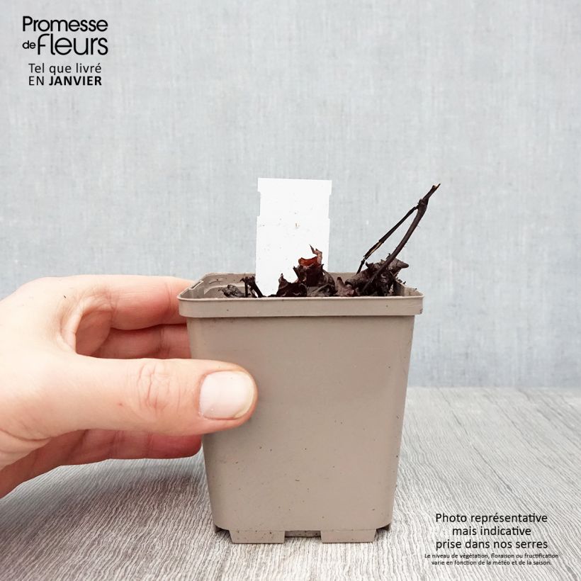 Exemplar von Astilbe chinensis Darkside Of The Moon - Prachtspiere Kleine Töpfe von 8/9 cm wie im Winter geliefert