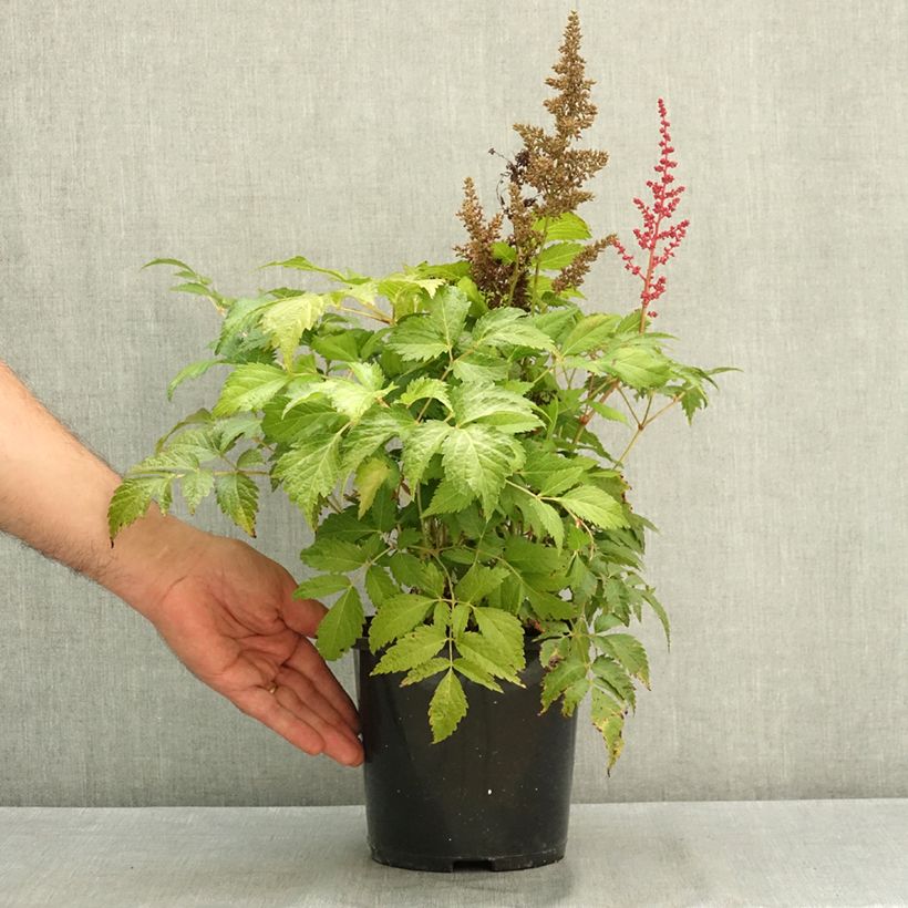 Exemplar von Astilbe japonica Montgomery Pot de 2L/3L wie im Sommer geliefert
