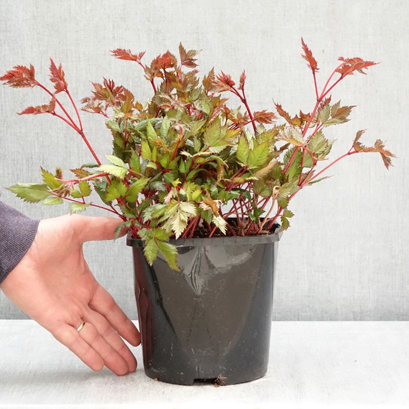 Exemplar von Astilbe japonica Montgomery - Prachtspiere Topf mit 2L/3L wie im Frühjahr geliefert