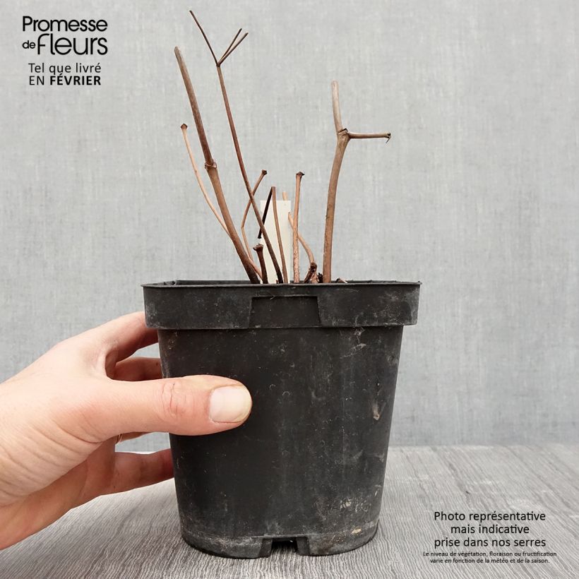 Exemplar von Astilbe japonica Peach Blossom - Prachtspiere Topf mit 1,5L/2L wie im Winter geliefert