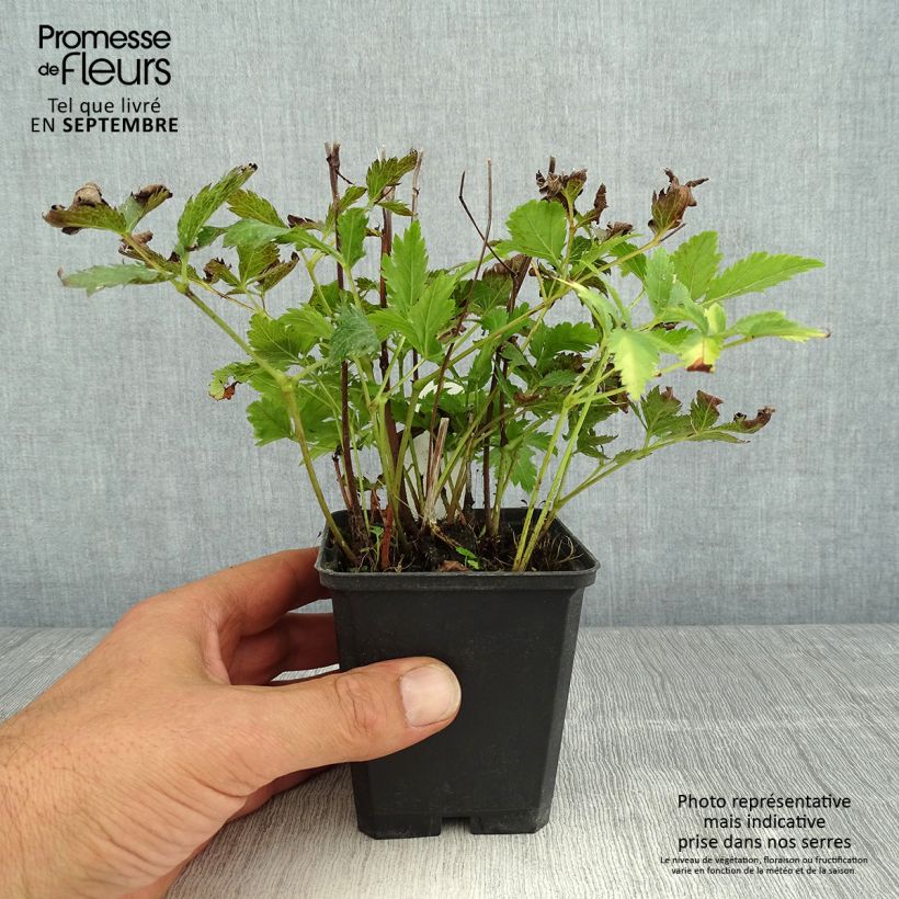 Example of Astilbe japonica Red Sentinel - Prachtspiere Kleine Töpfe von 8/9 cm as you get in ete