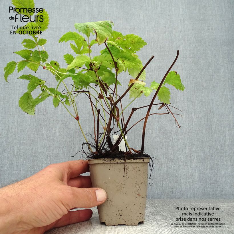 Example of Astilbe thunbergii Professor van der Wielen - Prachtspiere Kleine Töpfe von 8/9 cm as you get in automne