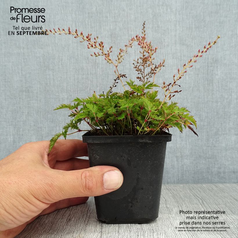 Example of Astilbe simplicifolia Sprite - Prachtspiere Kleine Töpfe von 8/9 cm as you get in ete