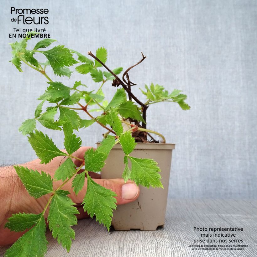 Example of Astilbe chinensis Vision in Red - Prachtspiere Kleine Töpfe von 8/9 cm as you get in automne
