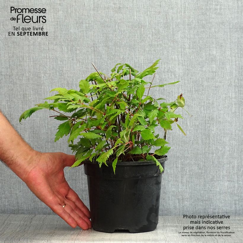 Example of Astilbe chinensis Vision in Red - Prachtspiere Topf mit 2L/3L as you get in ete