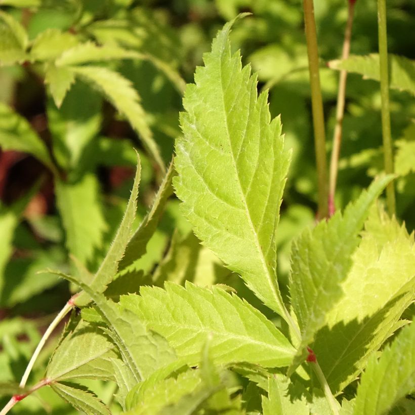 Astilbe japonica Washington - Prachtspiere (Foliage)