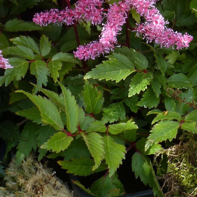 Astilbe Younique Ruby Red - Prachtspiere (Foliage)