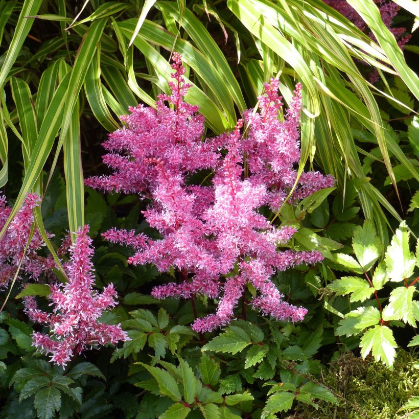 Astilbe Younique Ruby Red - Prachtspiere (Flowering)