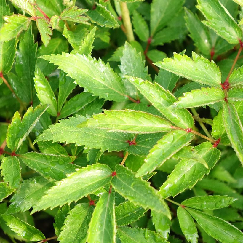 Astilbe Younique Silvery Pink - Prachtspiere (Foliage)