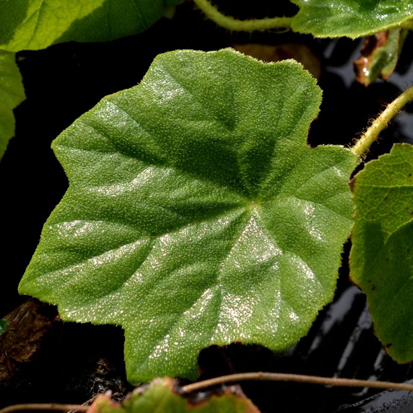 Astilboides tabularis - Tafelblatt (Foliage)