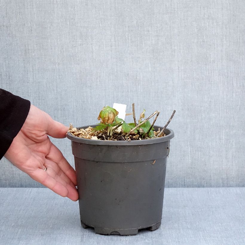 Exemplar von Astrantia major Alba - Sterndolde Topf mit 2L/3L wie im Frühjahr geliefert