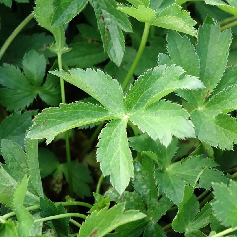 Astrantia Florence - Sterndolde (Foliage)