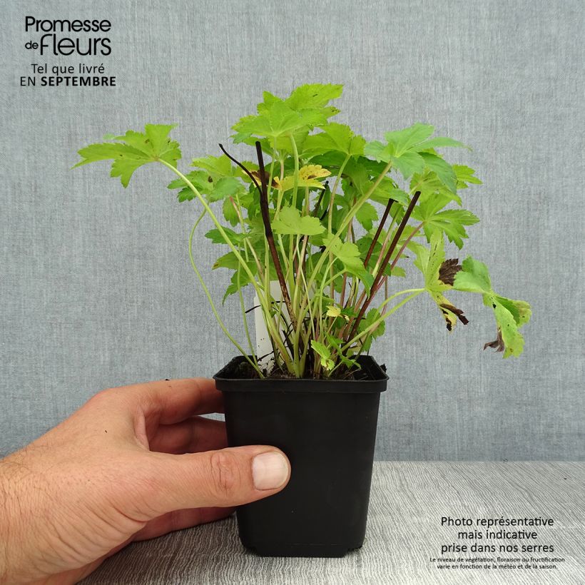 Example of Astrantia Florence - Sterndolde Kleine Töpfe von 8/9 cm as you get in ete
