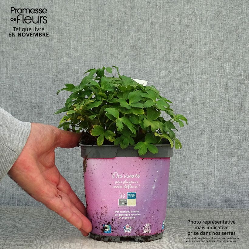 Example of Astrantia Roma - Sterndolde Topf mit 2L/3L as you get in automne
