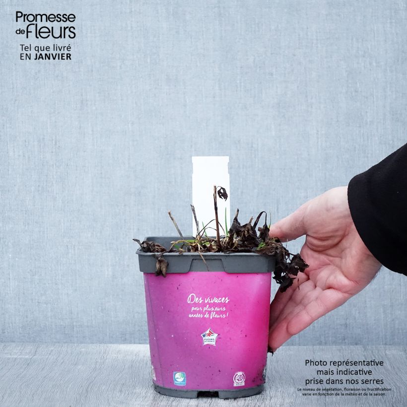 Exemplar von Astrantia Roma - Sterndolde Topf mit 2L/3L wie im Winter geliefert