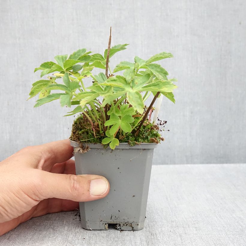 Exemplar von Astrantia Ruby Cloud - Sterndolde Kleine Töpfe von 8/9 cm wie im Herbst geliefert