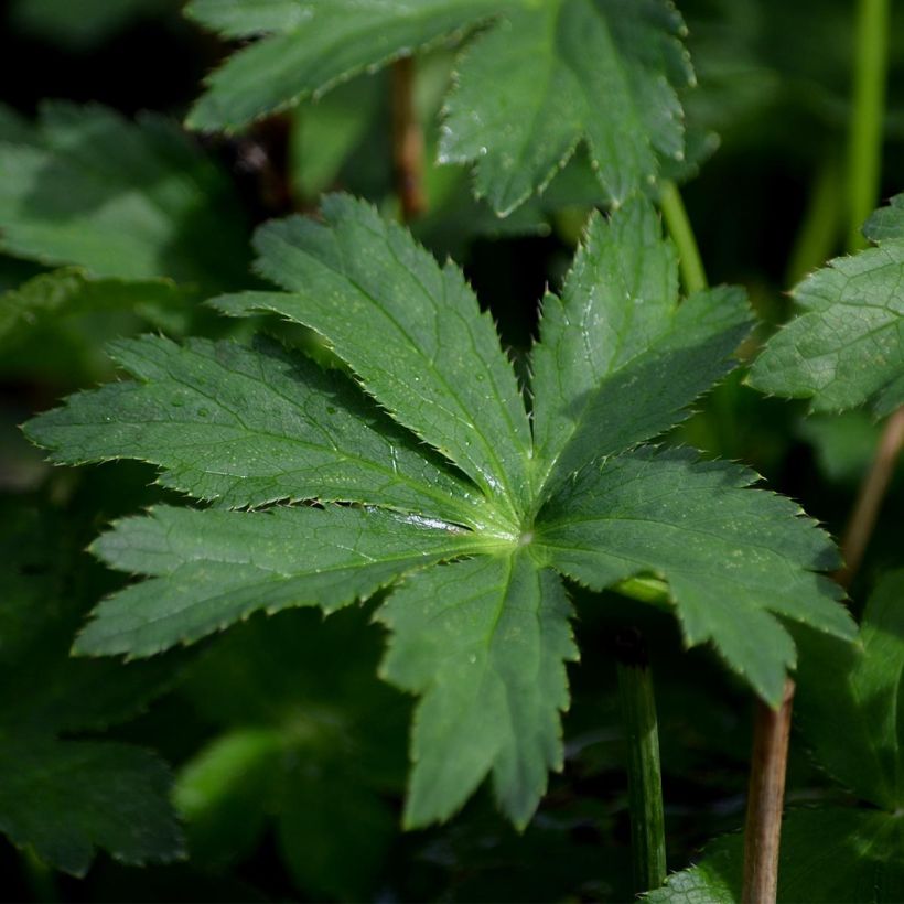Astrantia Star of Passion - Sterndolde (Foliage)