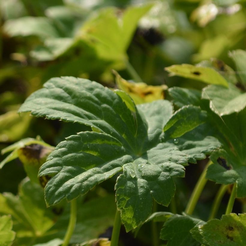 Astrantia Super Star - Sterndolde (Foliage)