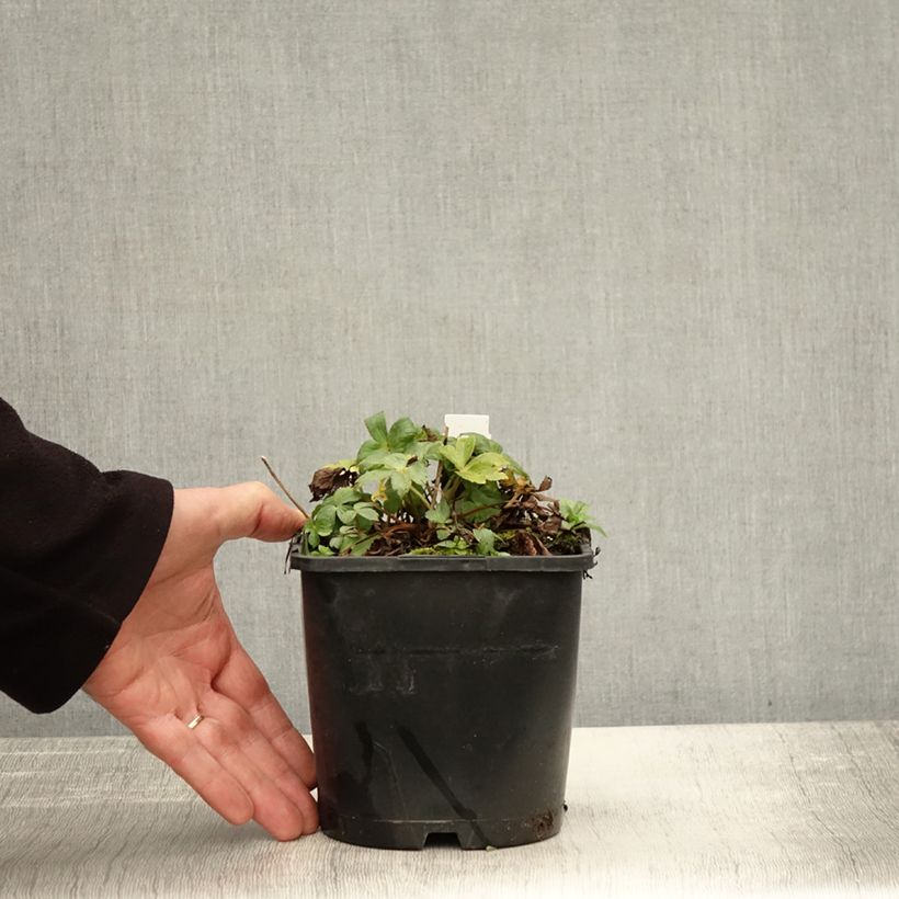 Example of Astrantia Star of Billion - Sterndolde Topf mit 2L/3L as you get in automne