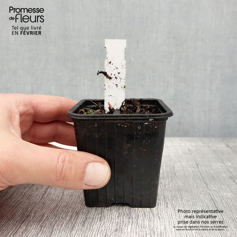 Exemplar von Astrantia Star of Love - Sterndolde Kleine Töpfe von 8/9 cm wie im Winter geliefert