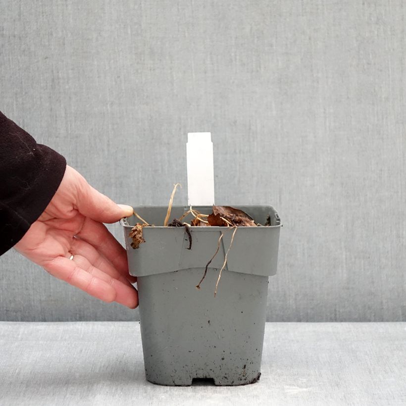 Exemplar von Astrantia Star of Love - Sterndolde Topf mit 2L/3L wie im Winter geliefert