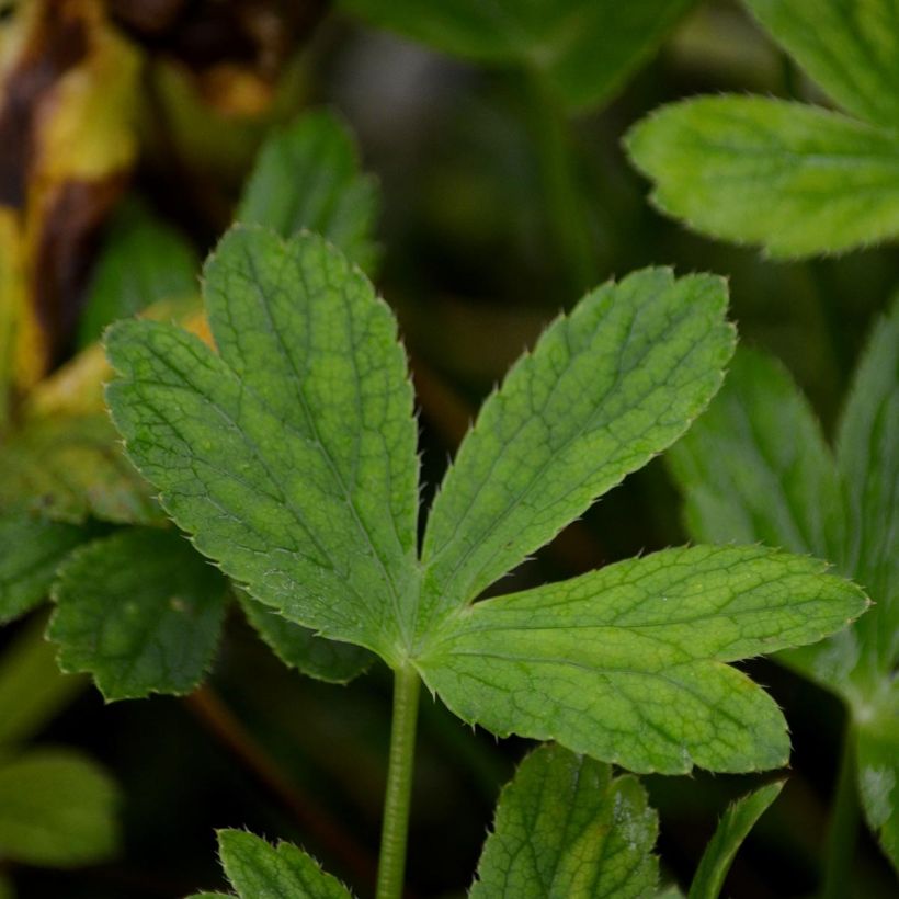 Astrantia Venice - Sterndolde (Foliage)