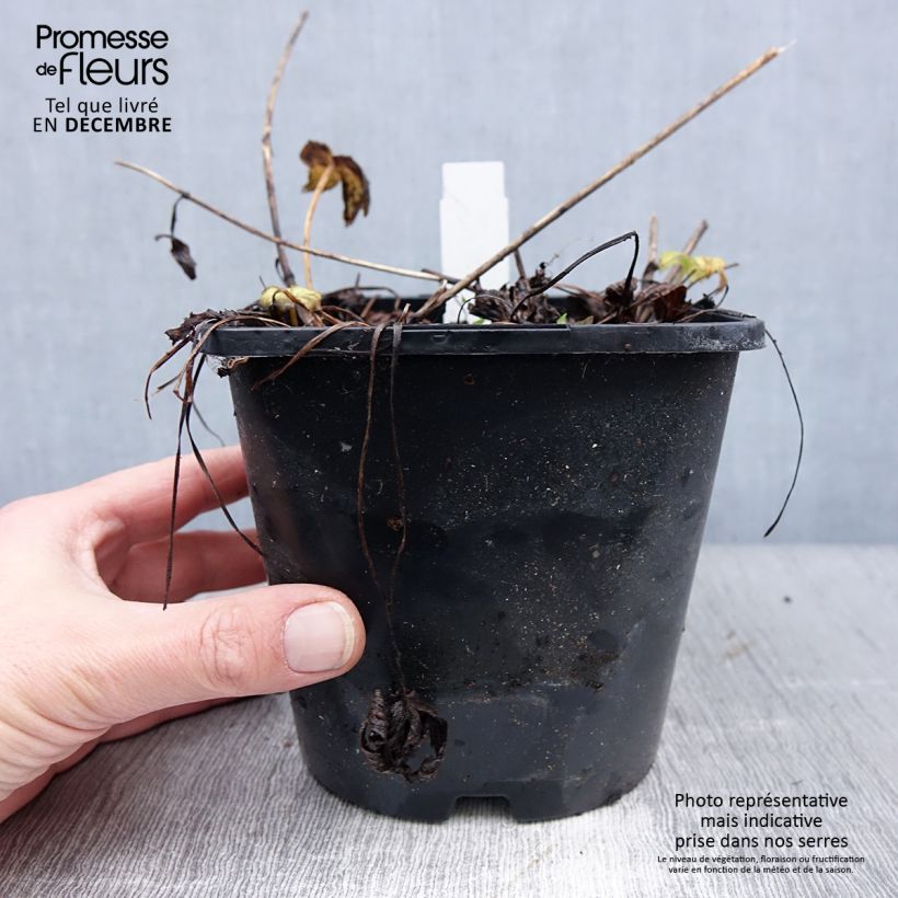 Exemplar von Astrantia Venice - Sterndolde Topf mit 1,5L/2L wie im Winter geliefert