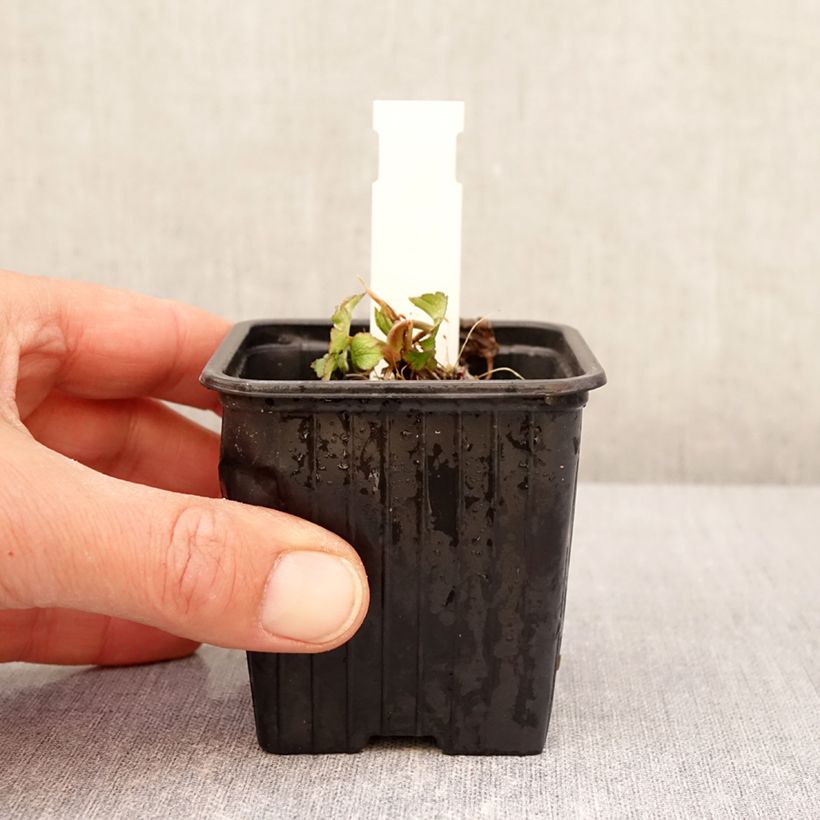 Exemplar von Astrantia bavarica  - Bayerische Sterndolde Kleine Töpfe von 8/9 cm wie im Frühjahr geliefert