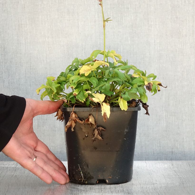 Example of Astrantia Cerise Button - Sterndolde Topf mit 2L/3L as you get in automne