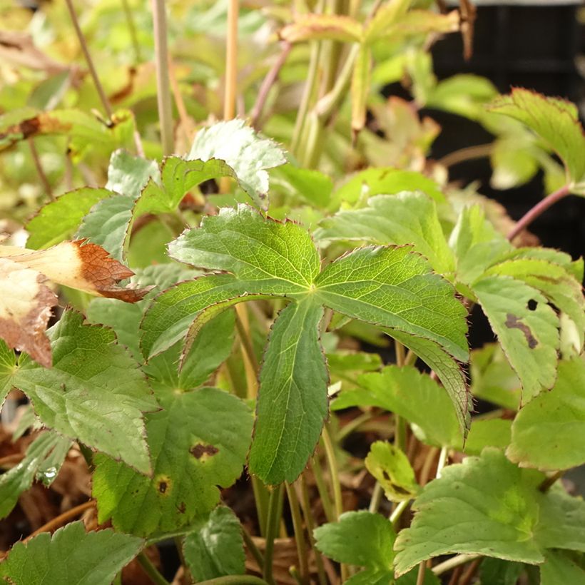 Astrantia Cerise Button - Sterndolde (Foliage)