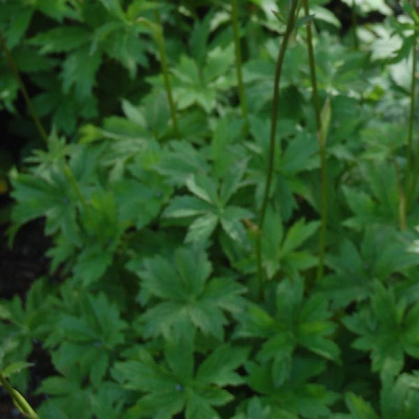 Astrantia Claret - Sterndolde (Foliage)