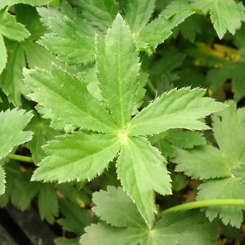 Astrantia major - Große Sterndolde (Foliage)