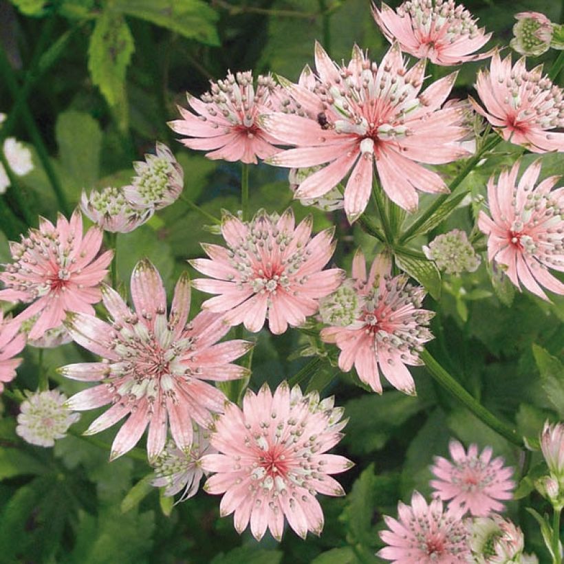 Astrantia major Rosea - Sterndolde (Flowering)