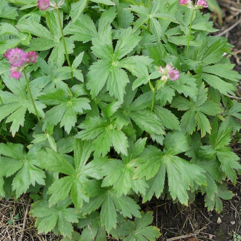 Astrantia Ruby Cloud - Sterndolde (Foliage)