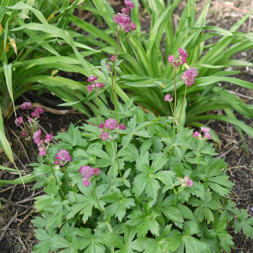 Astrantia Ruby Cloud - Sterndolde (Plant habit)