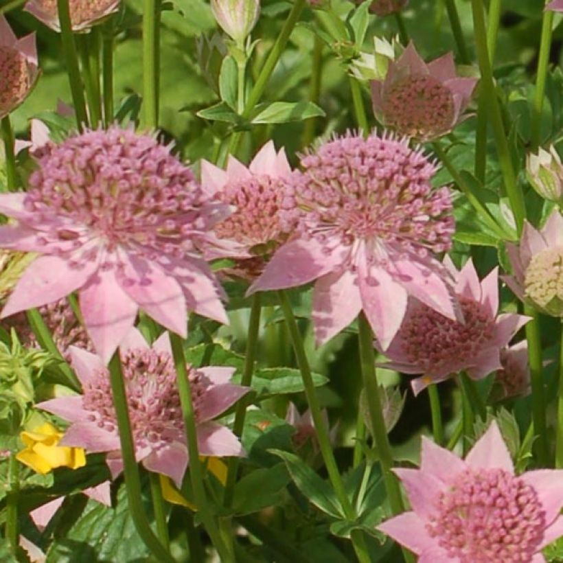 Astrantia maxima - Große Kaukasus-Sterndolde (Flowering)