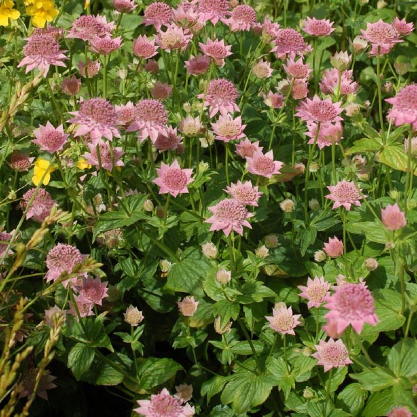 Astrantia maxima - Große Kaukasus-Sterndolde (Plant habit)
