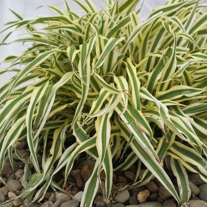 Arthropodium candidum Little Lilia - Felsenlilie (Foliage)